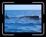 Baleine 01